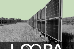 Agrovoltaika může mít dvě tváře - západní a východní na vertikálních panelech!