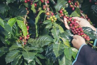 Robusta bude muset stačit. Svět se připravuje na budoucnost bez kvalitní kávy